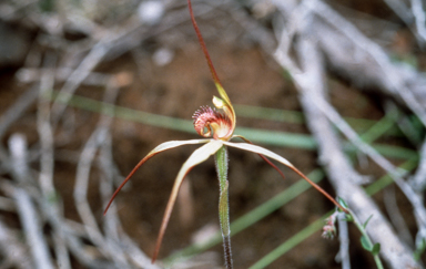 APII jpeg image of Caladenia lindleyana  © contact APII