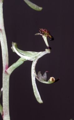 APII jpeg image of Arthrochilus radicalis  © contact APII