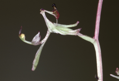 APII jpeg image of Arthrochilus  © contact APII