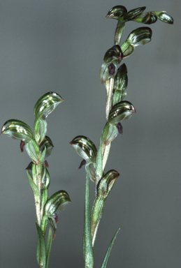 APII jpeg image of Bunochilus williamsonii  © contact APII