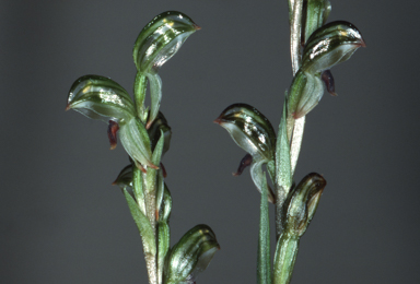 APII jpeg image of Bunochilus williamsonii  © contact APII