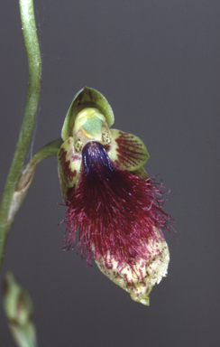 APII jpeg image of Calochilus caeruleus  © contact APII