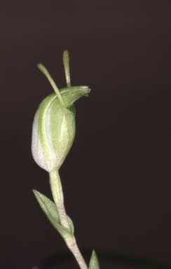 APII jpeg image of Pterostylis telmata  © contact APII