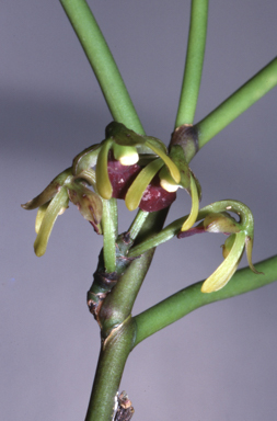 APII jpeg image of Luisia teretifolia  © contact APII