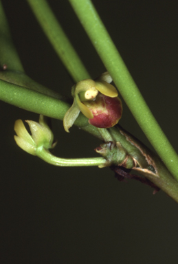 APII jpeg image of Luisia teretifolia  © contact APII