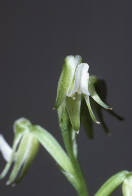 APII jpeg image of Prasophyllum parvifolium  © contact APII