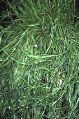 APII jpeg image of Dendrobium malbrownii  © contact APII