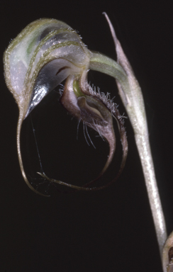 APII jpeg image of Oligochaetochilus zebrinus  © contact APII