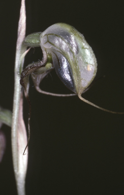 APII jpeg image of Oligochaetochilus virens  © contact APII