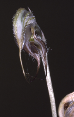 APII jpeg image of Oligochaetochilus zebrinus  © contact APII