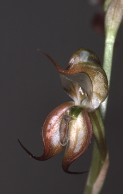 APII jpeg image of Oligochaetochilus boormanii  © contact APII