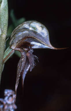 APII jpeg image of Pterostylis lingua  © contact APII