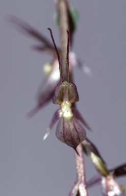 APII jpeg image of Acianthus exsertus  © contact APII