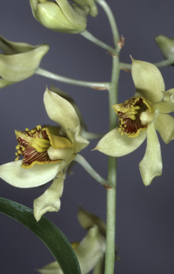 APII jpeg image of Aclinia venusta  © contact APII