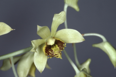 APII jpeg image of Aclinia venusta  © contact APII