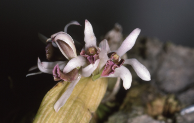 APII jpeg image of Aclinia peguana  © contact APII