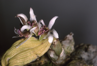 APII jpeg image of Aclinia peguana  © contact APII