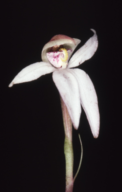 APII jpeg image of Adenochilus nortonii  © contact APII