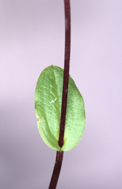 APII jpeg image of Adenochilus nortonii  © contact APII