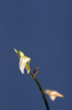 APII jpeg image of Bulbophyllum argyropus  © contact APII
