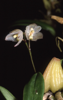 APII jpeg image of Bulbophyllum newportii  © contact APII