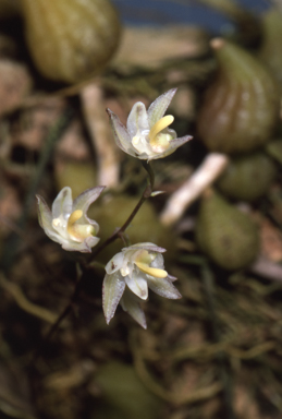 APII jpeg image of Bulbophyllum wilkianum  © contact APII