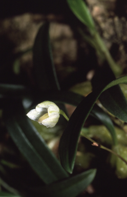 APII jpeg image of Bulbophyllum newportii  © contact APII