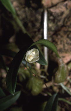 APII jpeg image of Bulbophyllum newportii  © contact APII