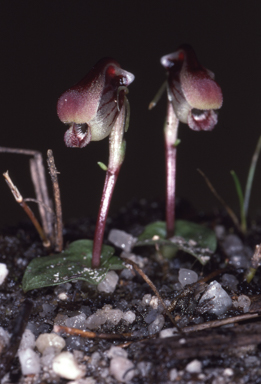 APII jpeg image of Anzybas fordhamii  © contact APII