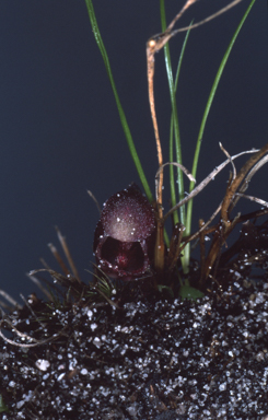 APII jpeg image of Anzybas tasmanicus  © contact APII