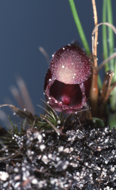 APII jpeg image of Anzybas tasmanicus  © contact APII