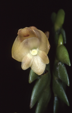 APII jpeg image of Bulbophyllum whitei  © contact APII