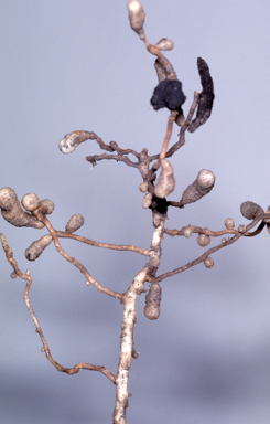 APII jpeg image of Apostasia stylidioides  © contact APII