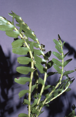 APII jpeg image of Appendicula australiensis  © contact APII