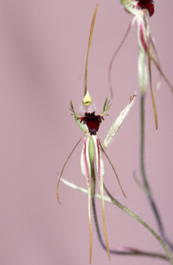 APII jpeg image of Caladenia tentaculata  © contact APII