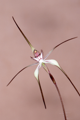 APII jpeg image of Caladenia anthracina  © contact APII