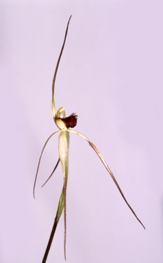 APII jpeg image of Caladenia arenaria  © contact APII