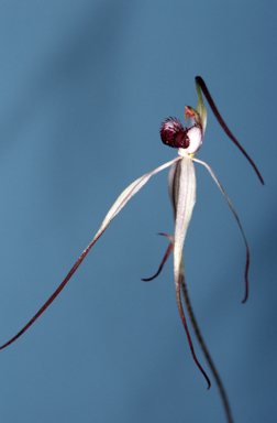 APII jpeg image of Caladenia behrii  © contact APII