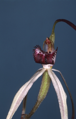 APII jpeg image of Caladenia behrii  © contact APII