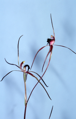 APII jpeg image of Caladenia caudata  © contact APII