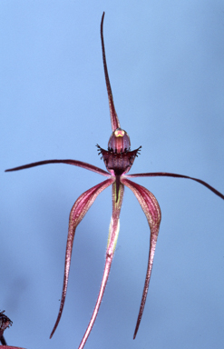 APII jpeg image of Caladenia caudata  © contact APII