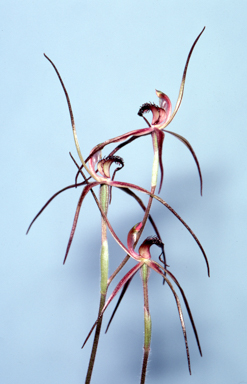 APII jpeg image of Caladenia caudata  © contact APII