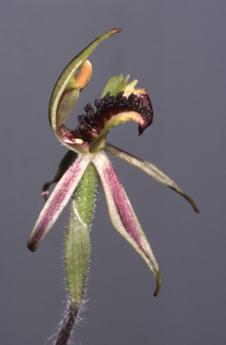 APII jpeg image of Caladenia concinna  © contact APII