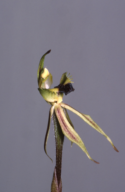 APII jpeg image of Caladenia concinna  © contact APII