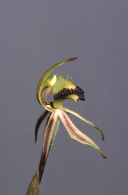APII jpeg image of Caladenia concinna  © contact APII