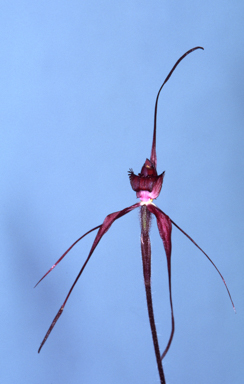 APII jpeg image of Caladenia reticulata  © contact APII