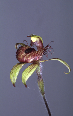 APII jpeg image of Arachnorchis discoidea  © contact APII