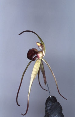 APII jpeg image of Caladenia orestes  © contact APII