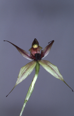 APII jpeg image of Arachnorchis macrostylis  © contact APII