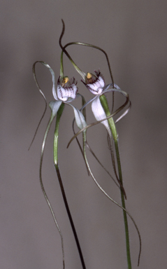 APII jpeg image of Caladenia longicauda subsp. borealis  © contact APII